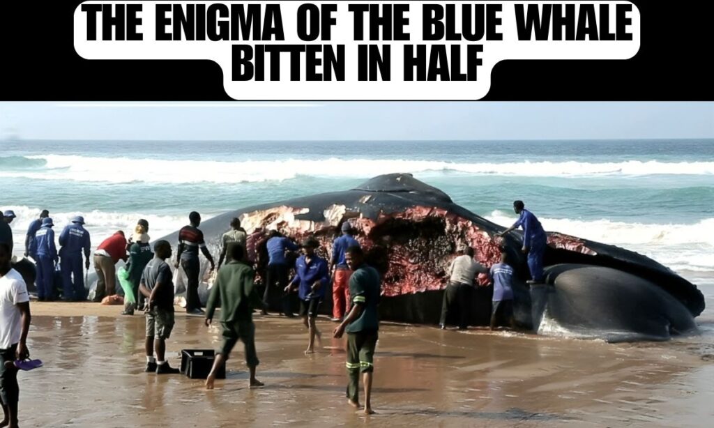The Enigma of the Blue Whale Bitten in Half